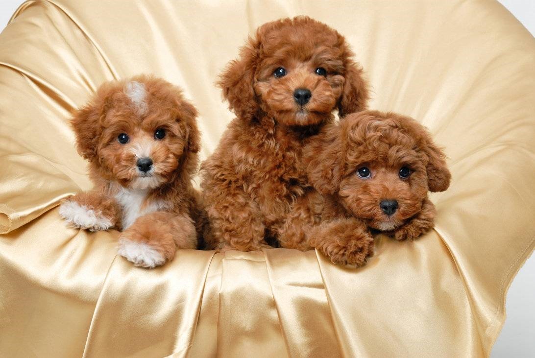 Chó Poodle Nâu đỏ: Hình ảnh, đặc điểm, giá bán chi tiết!