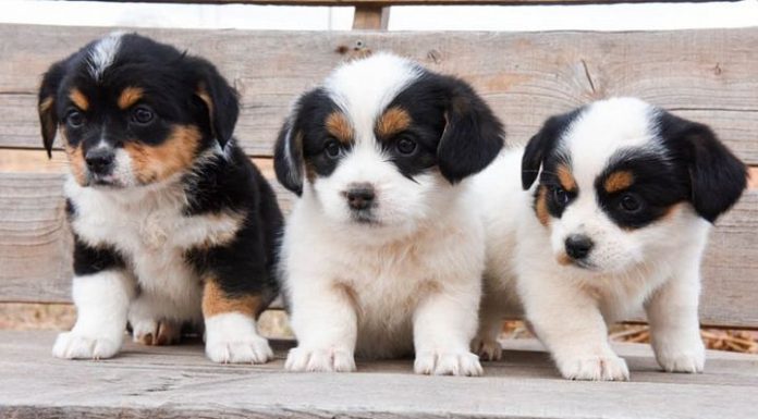 When is a Corgipoo Full Grown?