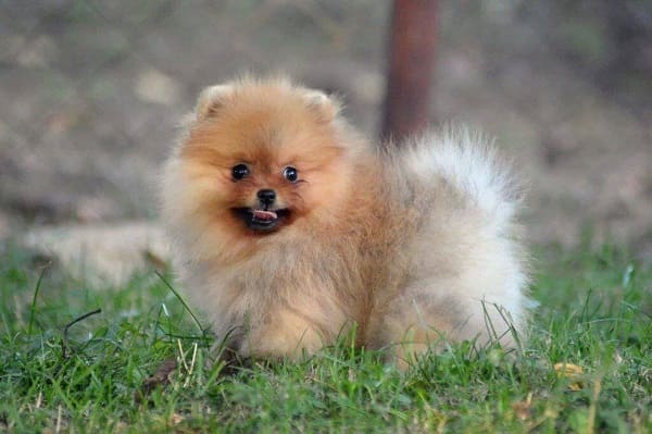 Chó Pomeranian mặt gấu là gì? Có giá bao nhiêu?
