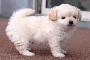 When is a Chipoo Full Grown?