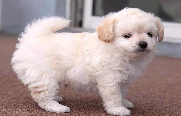 When is a Chipoo Full Grown?