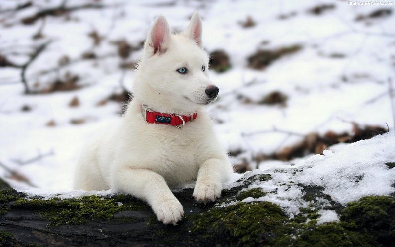 Chó Husky trắng tuyết – đặc điểm chi tiết, giá bán, nơi mua