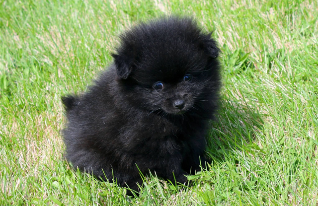 Chó Phốc Sóc màu Black Tan - Đặc điểm và giá bán