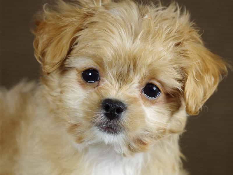 Dòng Chó Poochin – Poodle Lai Nhật – Tất Cả Thông Tin