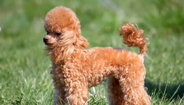Những điều bạn cần biết về chó Toy Poodle