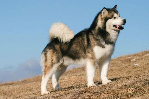 Chó Husky Sibir Lai Đẹp, Thuần Chủng, Siêu Cute
