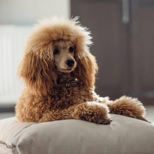 Best Brushes For Poodles Mixes