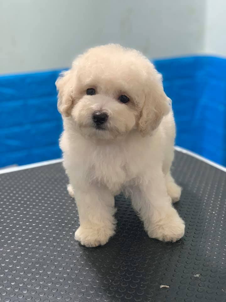 Chó Poodle lông màu trắng giá bao nhiêu tiền