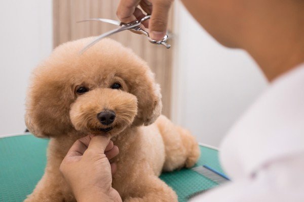 Chó Poodle có rụng lông không và cách điều trị