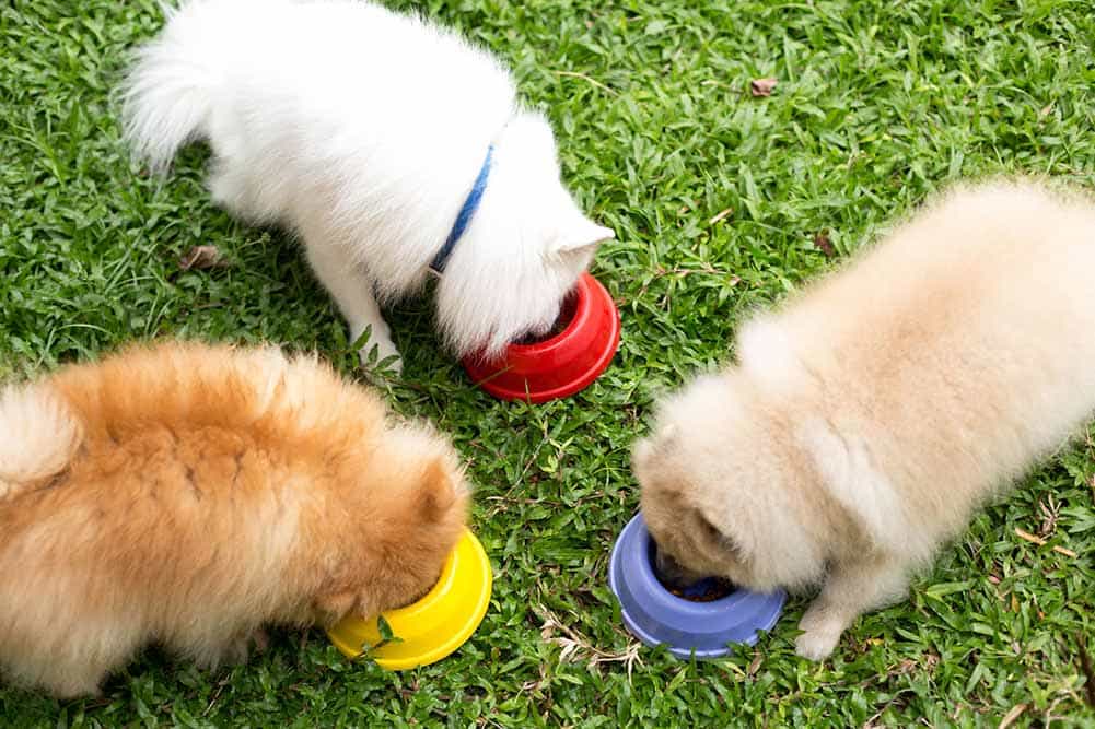 Tất tần tật kinh nghiệm và cách nuôi chó Phốc sóc (Pomeranian)