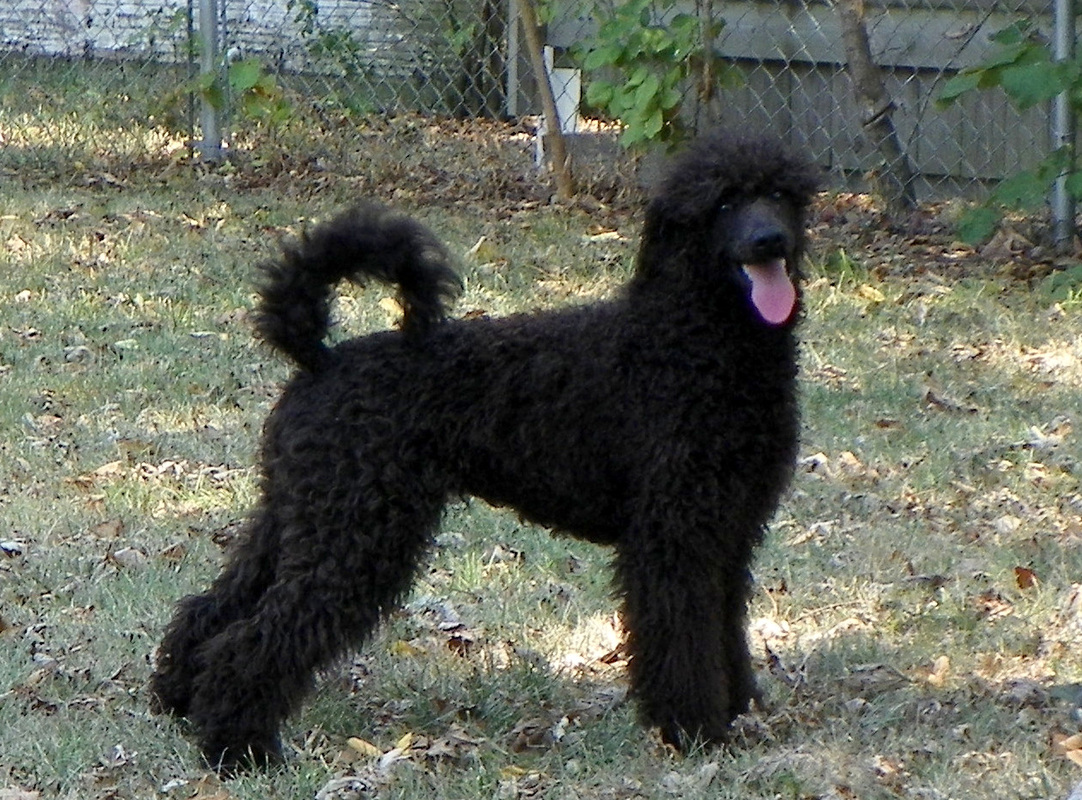 poodle tail natural