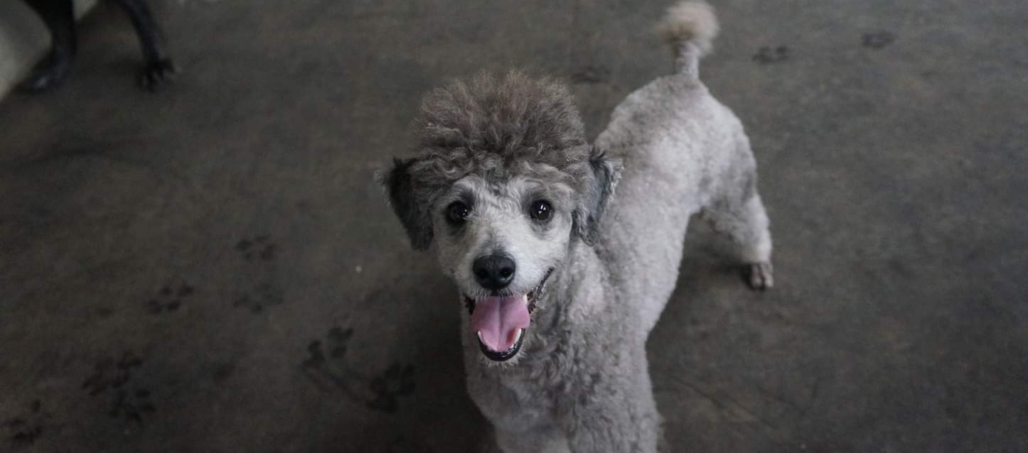 Can Poodles Be Left Alone? What Every Owner Should Know