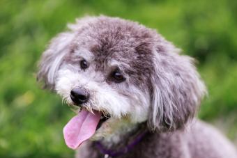 What is a Schnoodle? 11 things you should know