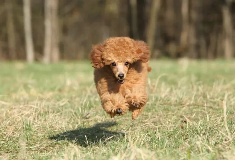 Red poodles for sale