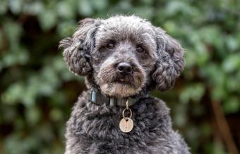 Schnoodle Dog Breed Information