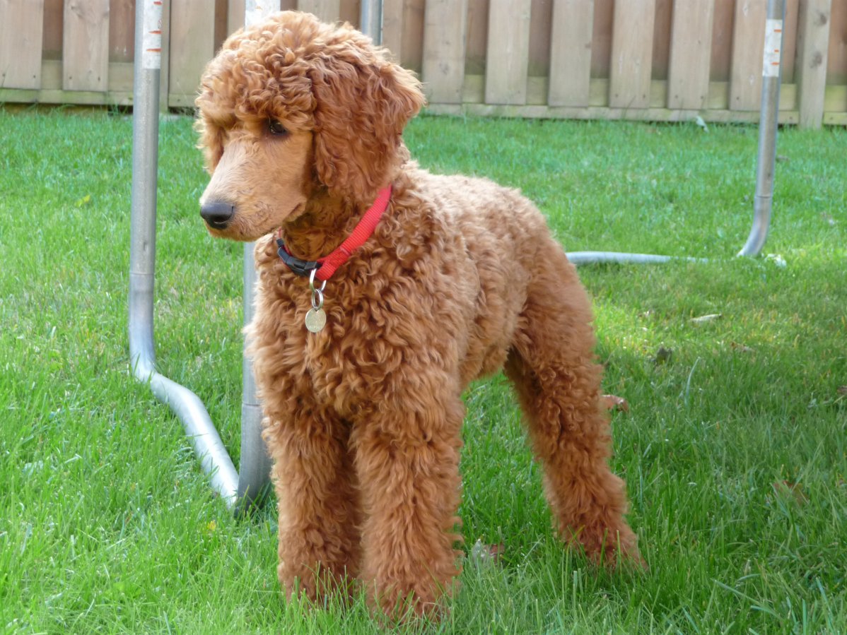 Are Standard Poodles Mean?