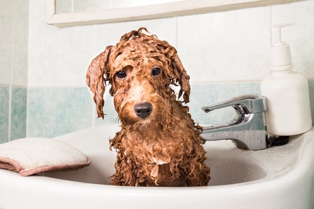 How to Bathe a Poodle Mix