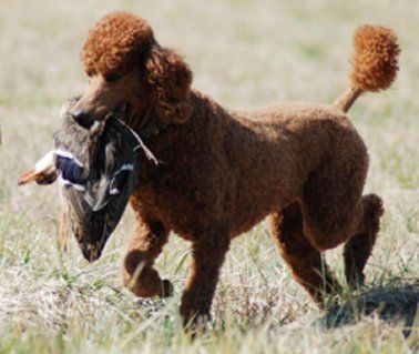 Are Poodles Hunting Dogs?