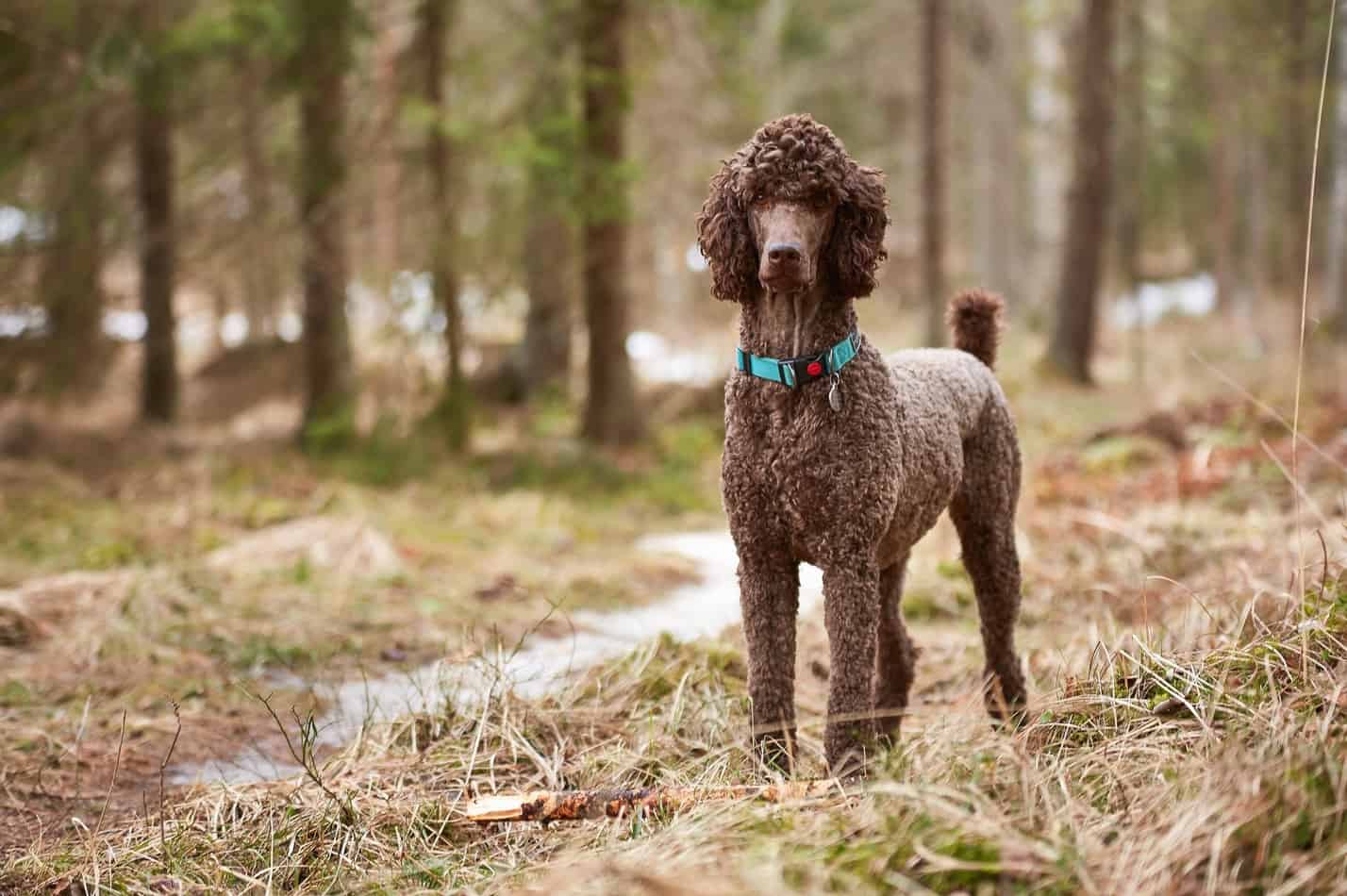 do poodles shed in the spring