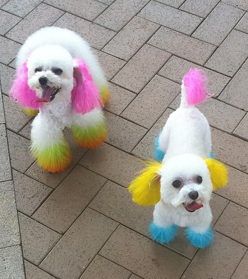 17 Dyed poodles ideas