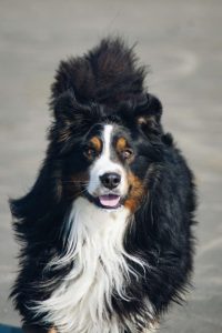 When is a Bernese Mountain Dog Full Grown?