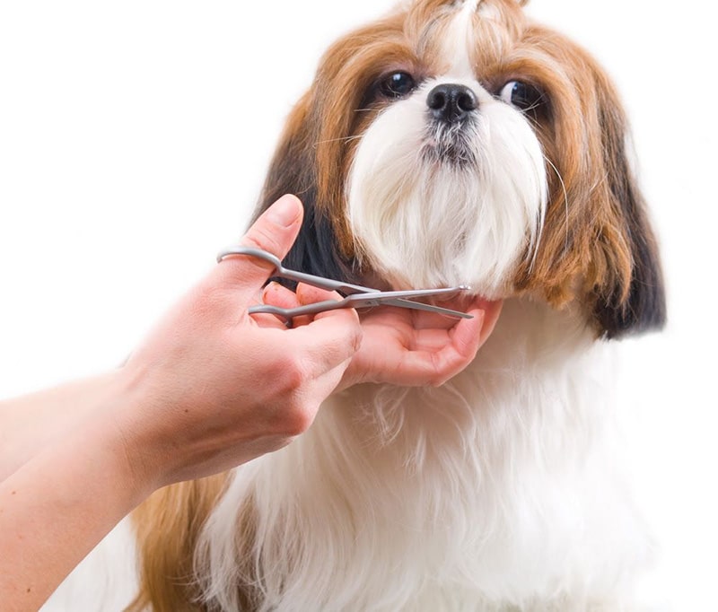 best grooming tools for mini poodles