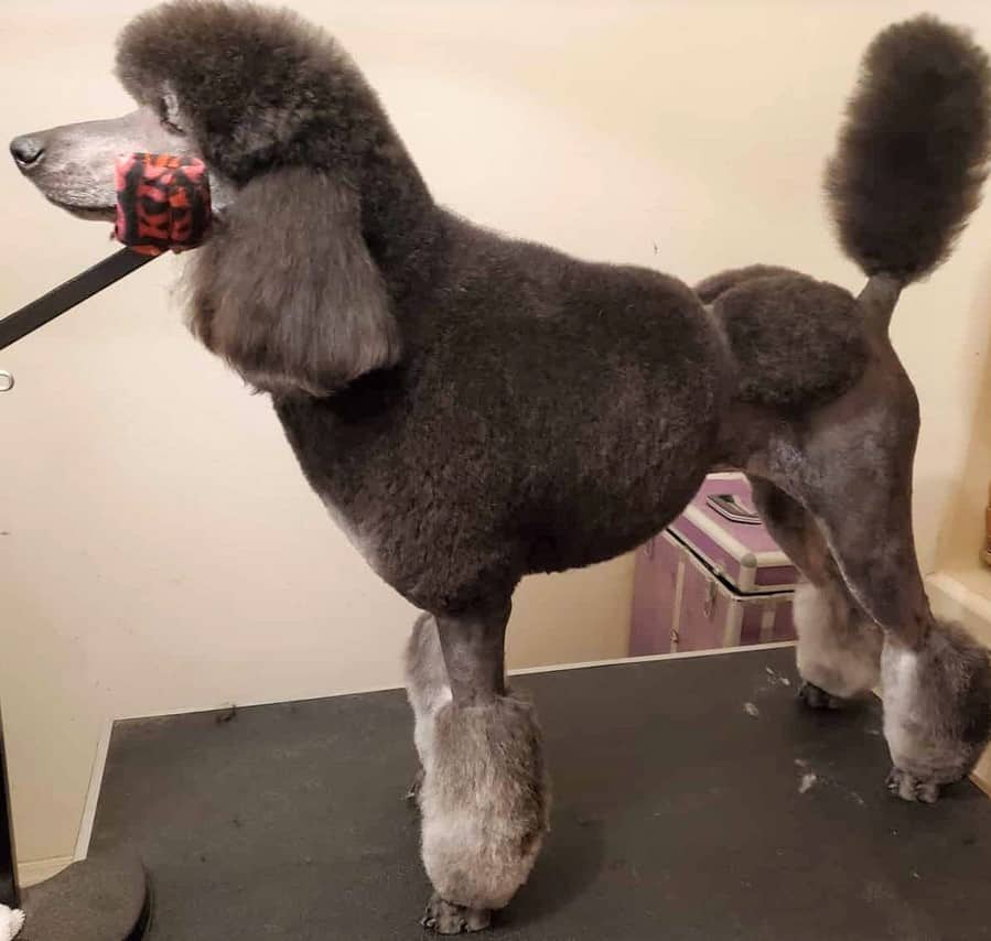 Black and Silver Poodle