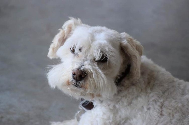 Boxerdoodle (Boxer-Poodle Mix) Info, Puppies, Care, Pictures