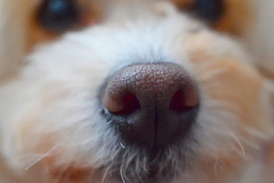 A Guide To The Different Types Of Poodle Noses