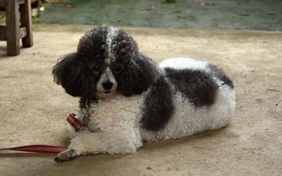 Can Poodles Be Overweight? Causes & Weight Losing Exercises