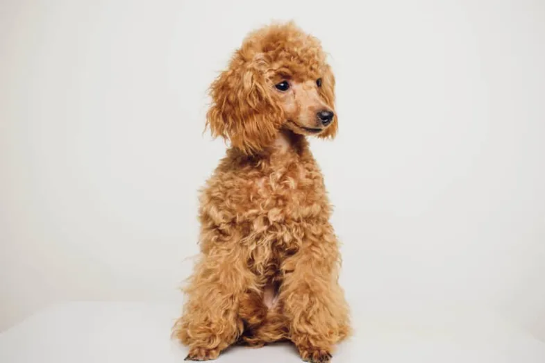 Poodle Coats: Colors, Hair Types, and Care