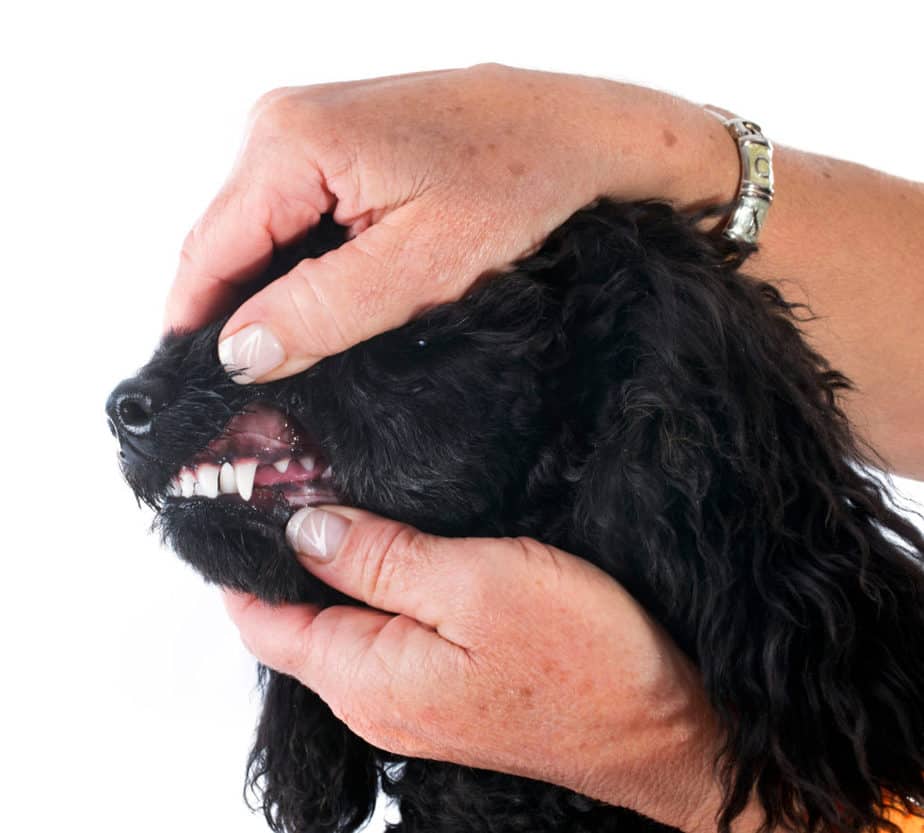3 Simple Ways To Keep Your Poodle's Teeth Clean