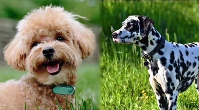 When is a Dalmador Full Grown?