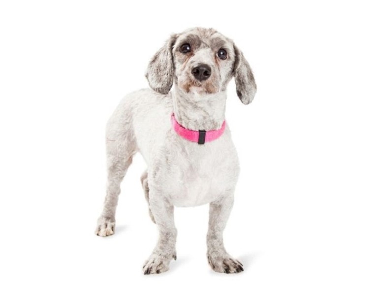  Doxiepoo Dog Breed Complete Guide