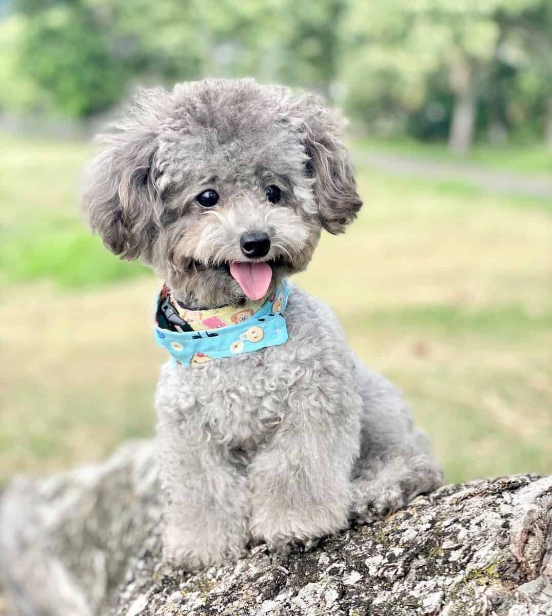 Gray Toy Poodle