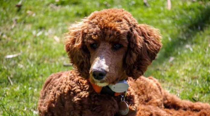 When is an Irish Water Spaniel Full Grown?