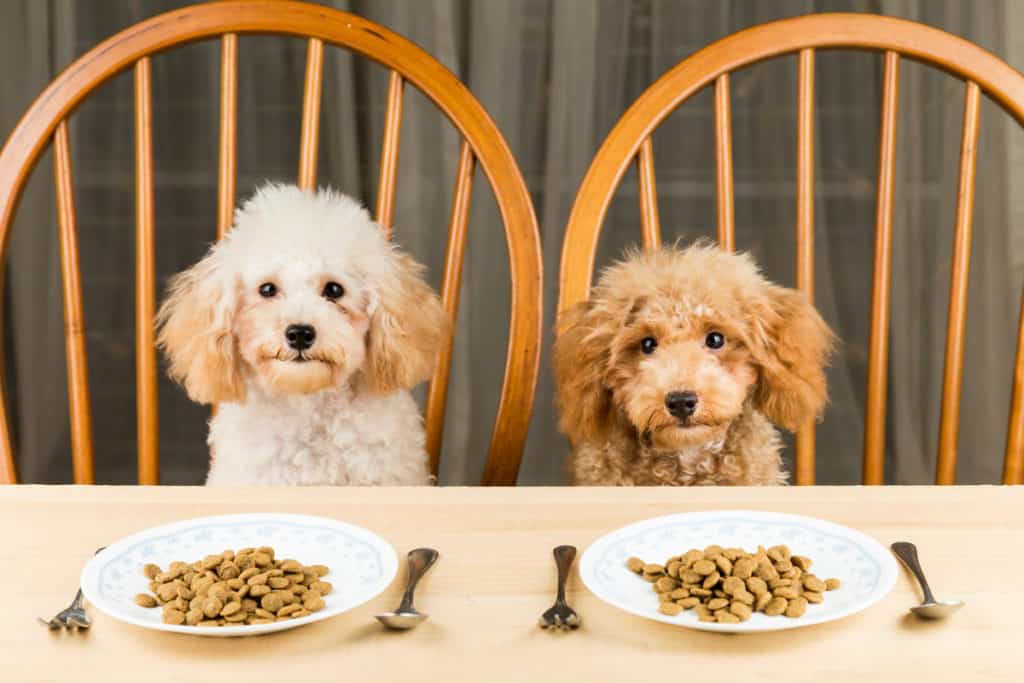 Are Poodles Fussy Eaters? 7 Reasons Your Poodle Isn't Eating