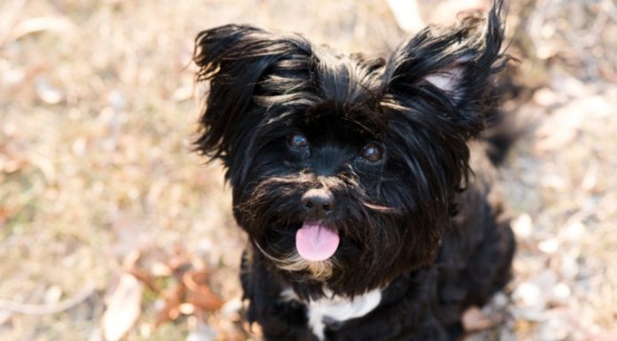 When is a Lhasapoo Dog Full Grown?