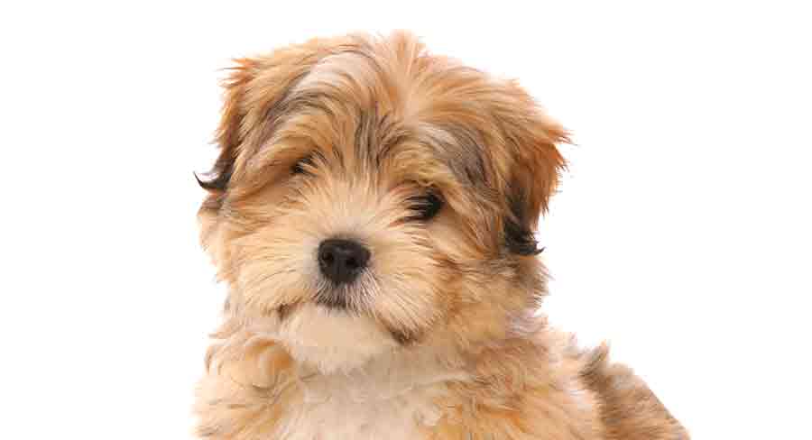 Malshipoo Dog - A Complete Guide To The Malshipoo Mix