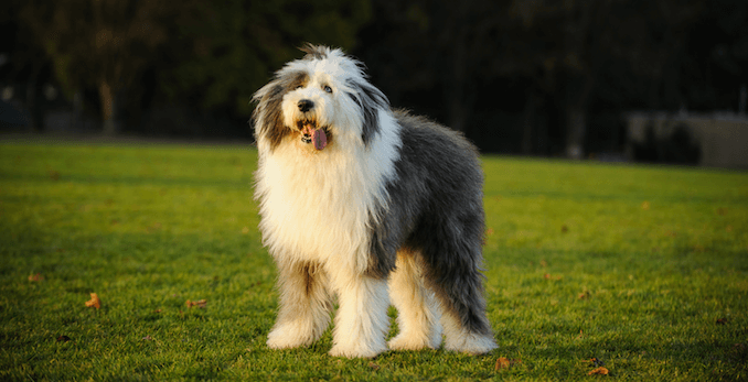 Our Giant Sheepadoodle: The Good, Bad & The Smelly