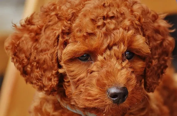 4 Common Poodle Eye Problems