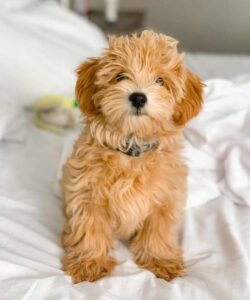 Morkie Poo: What Makes This Tri-Breed an Ideal Family Dog?