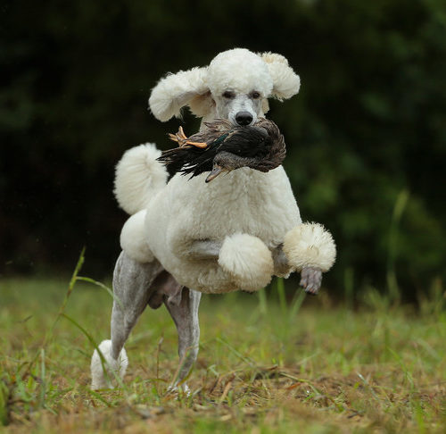 Are Poodles Hunting Dogs? - Here's Why They're Great Hunters