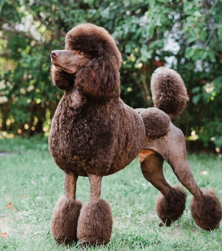 toy chocolate poodles