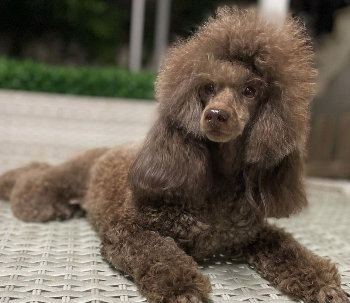 brown poodle puppy price