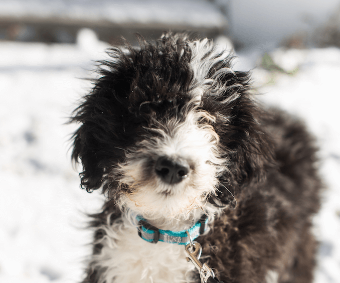 11 Things you Have to Know before Owning a Sheepadoodle