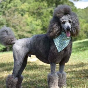 Corded Poodle Information, Facts, Images