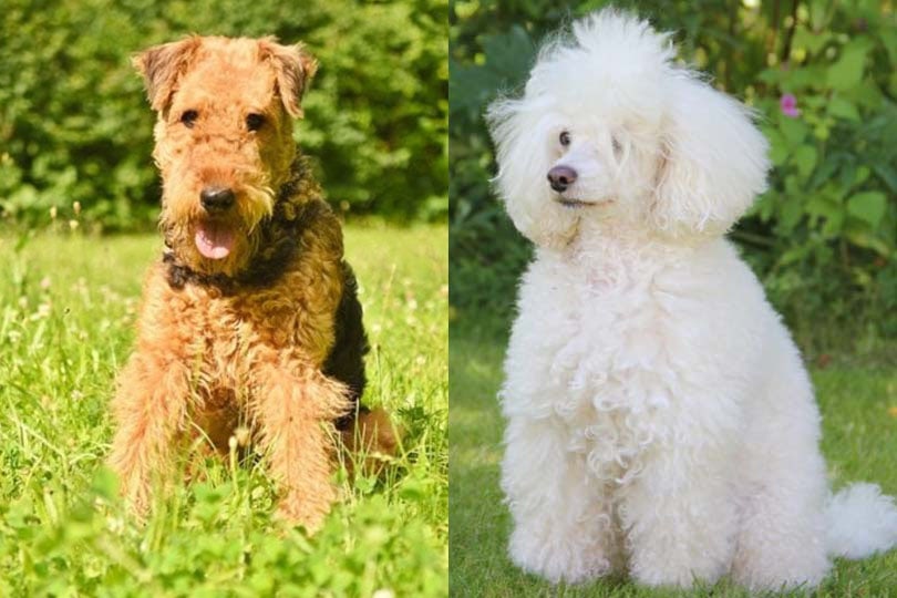 Airedoodle Dog Breed Information and Pictures
