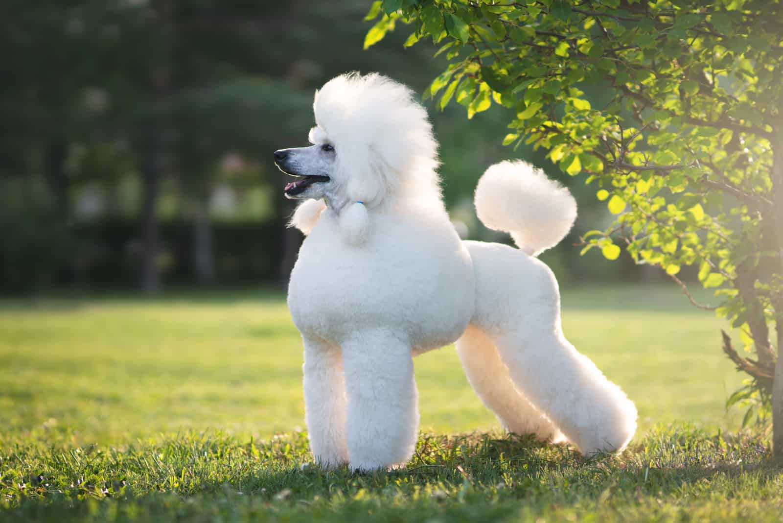 Blue Poodle – What To Expect From This Rare Poodle Color