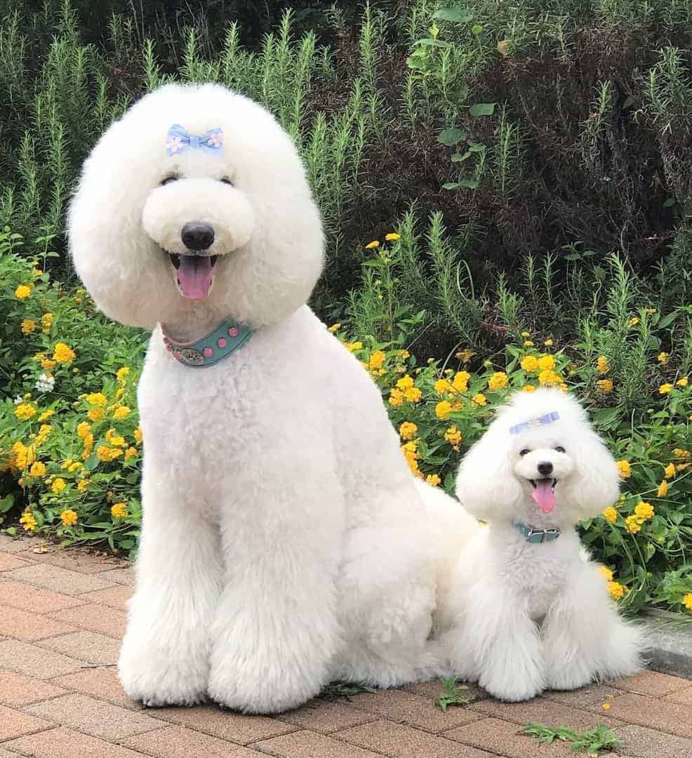White Toy and Standard Poodle